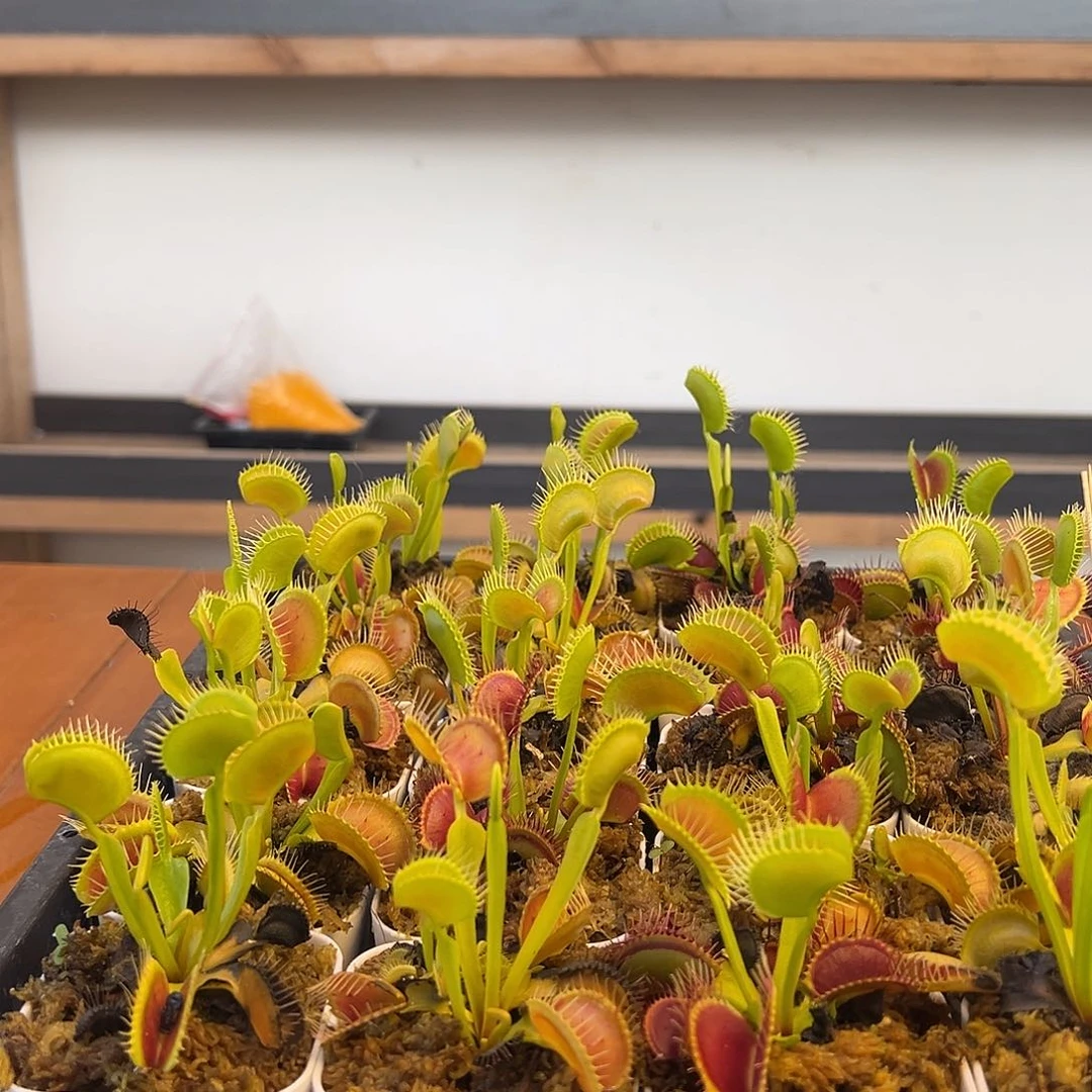 枝干番杏多肉植物824