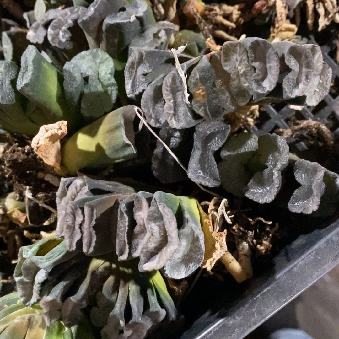 25125 一颗玉扇 超级福利