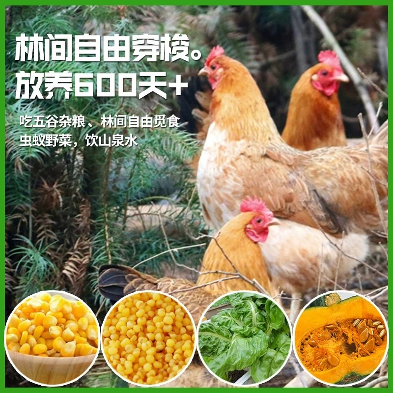 农家散养走地鸡生态老母鸡现杀新鲜适合煲汤炖汤老人小孩放心吃