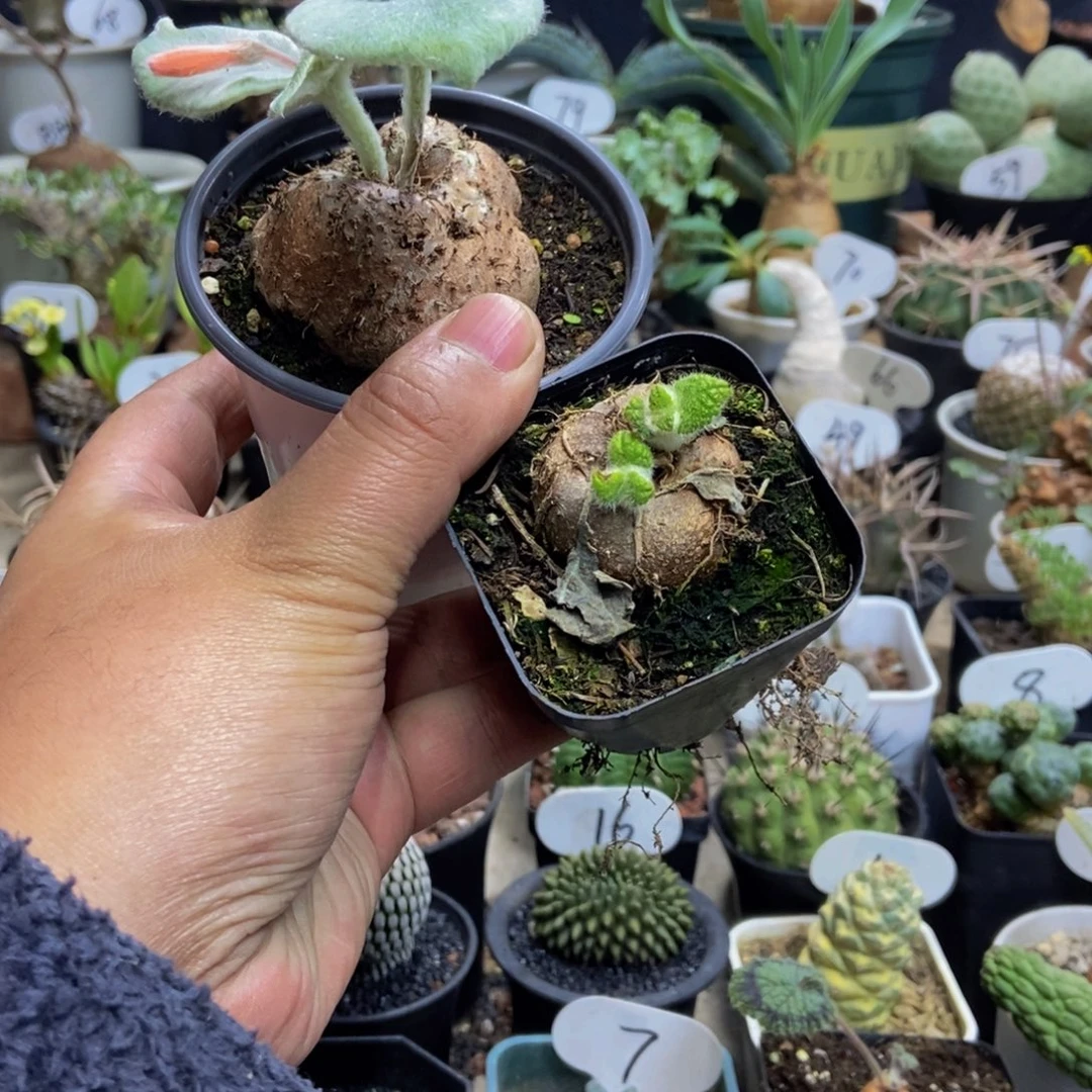 断崖女王加王子两个