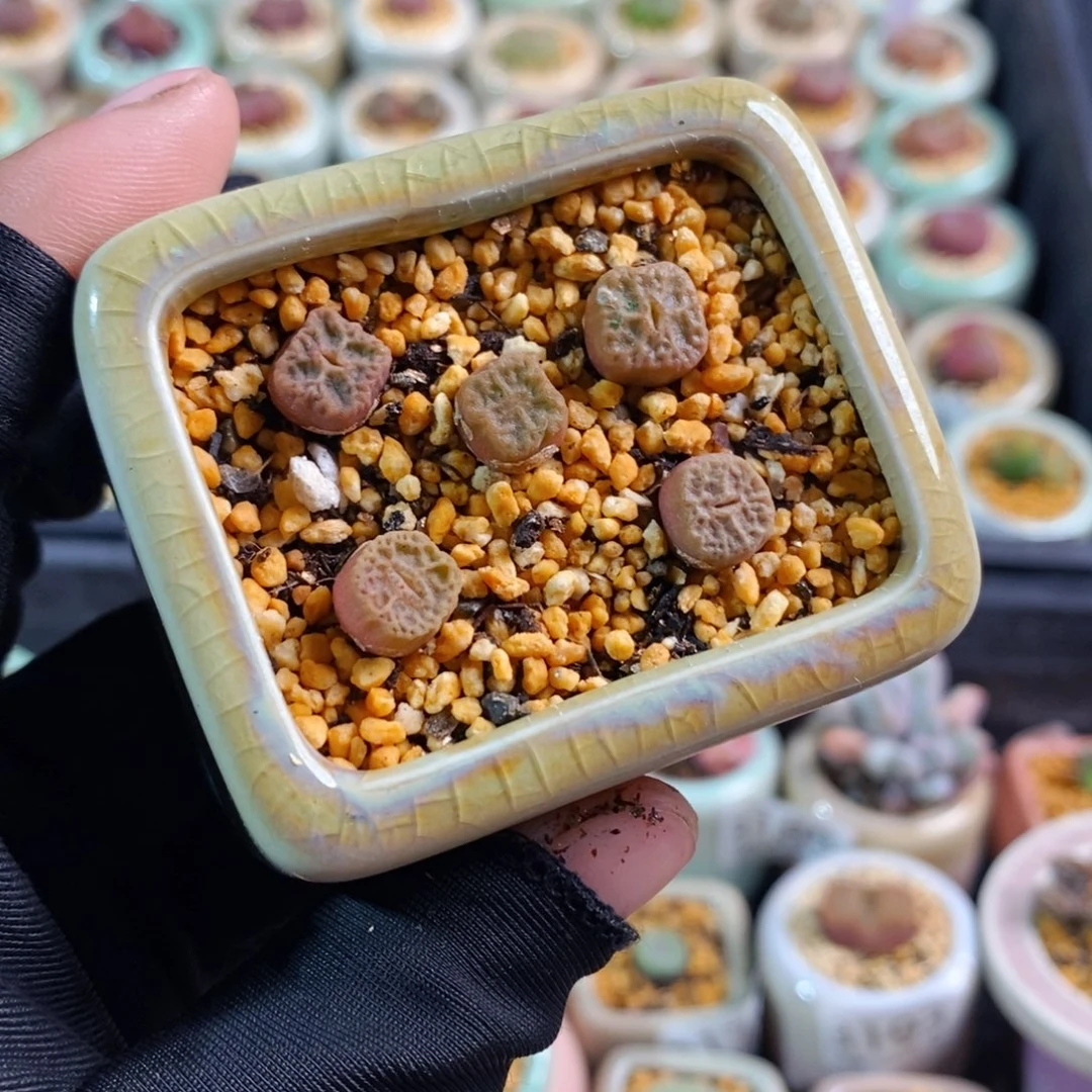 3257-一物一拍 方烧麦