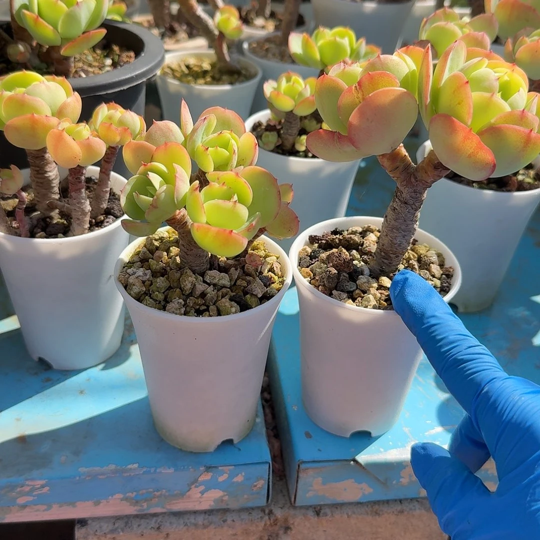 雪***晴鸡蛋碧桃多肉植物两颗