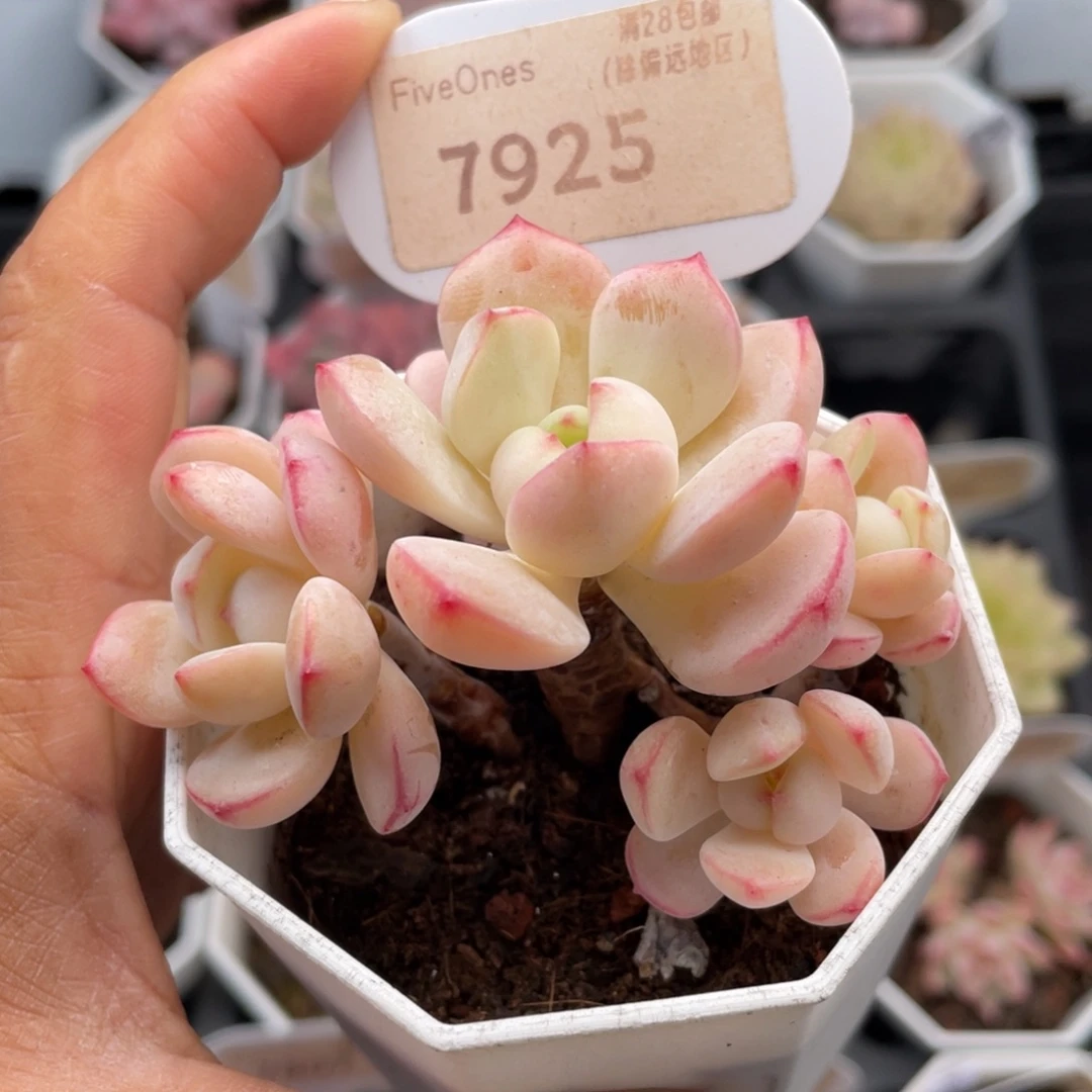 香草7925-6.0厘米