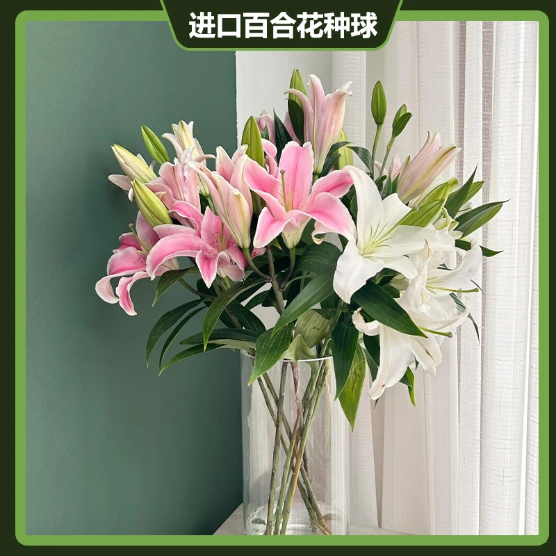 花田风暴百合5颗带盆带土栽好发货爆满盆进口种球室内阳台办公室