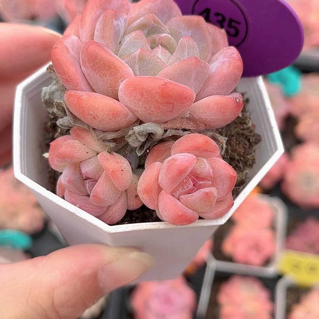 435号小老桩糖心群