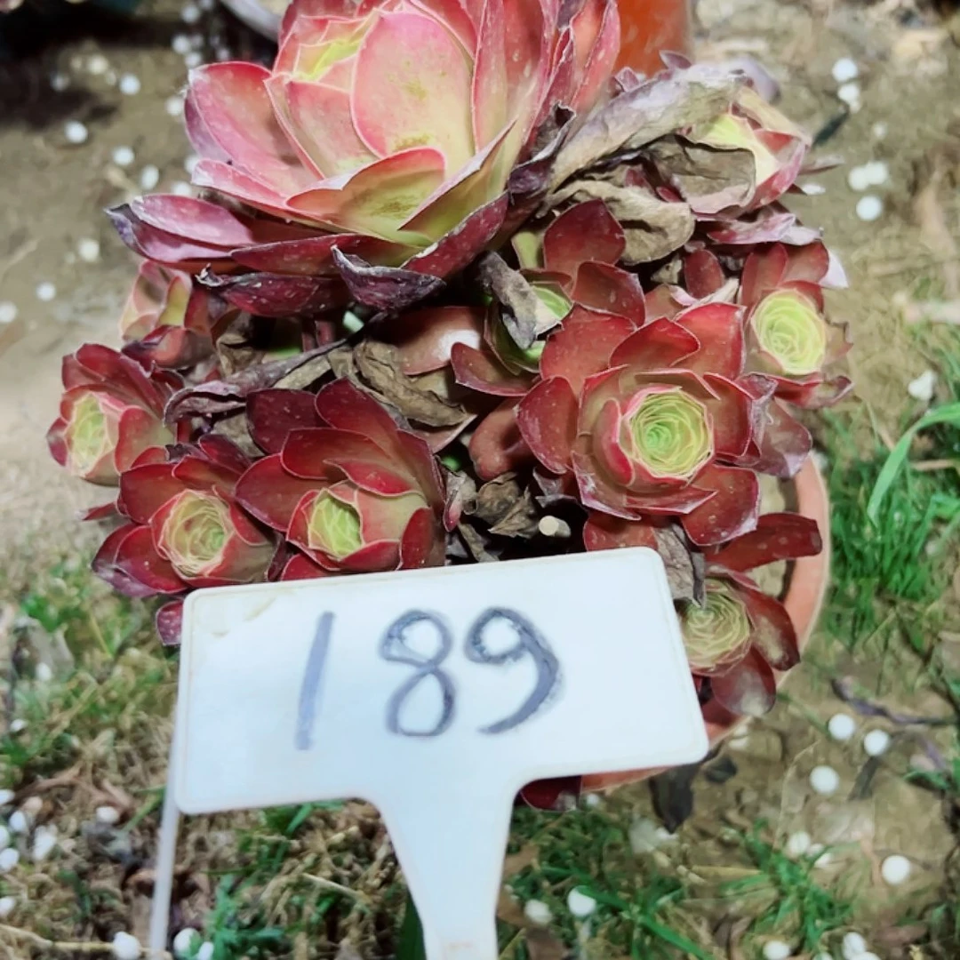 多肉植物梅金法师