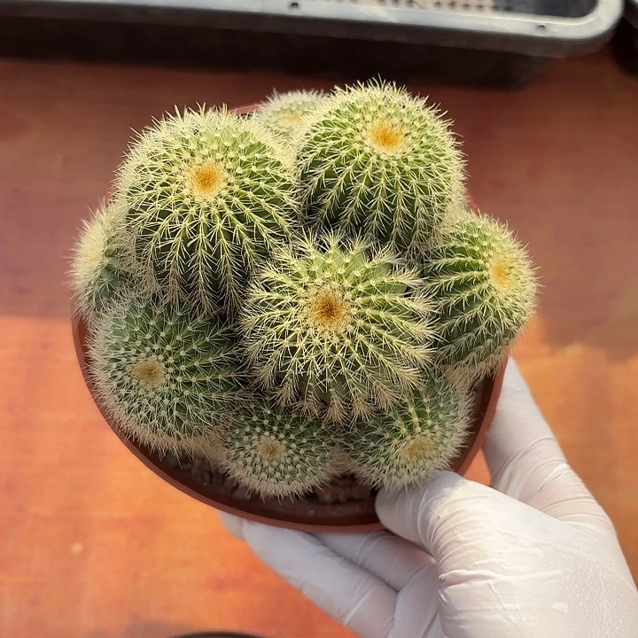 金冠仙人球仙人球123