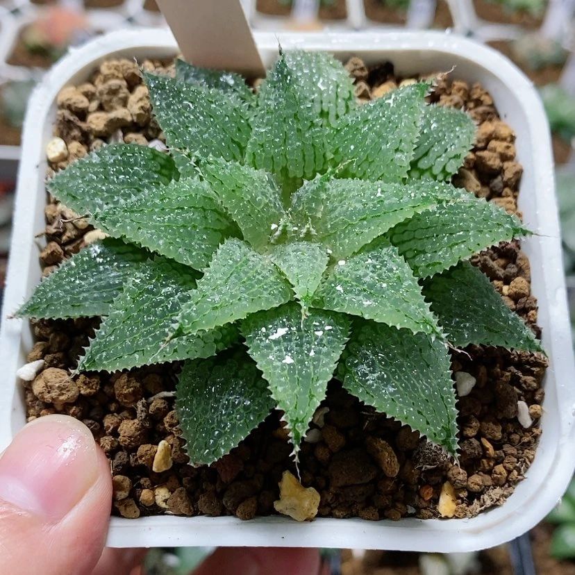 【闪购商品】39莫瑞莎