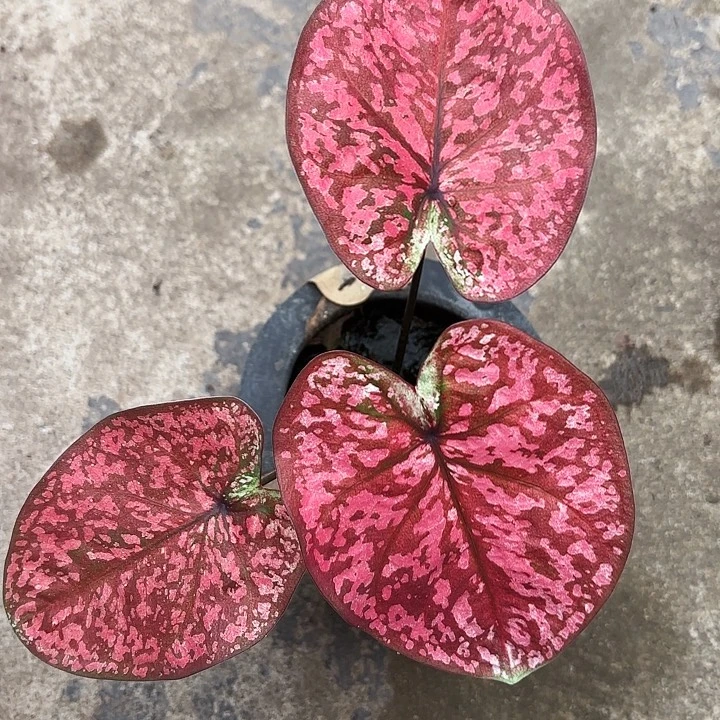 76-1213彩叶芋广东现货