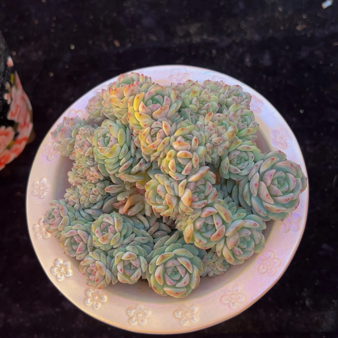 珍妮40朵朵缀天天开心