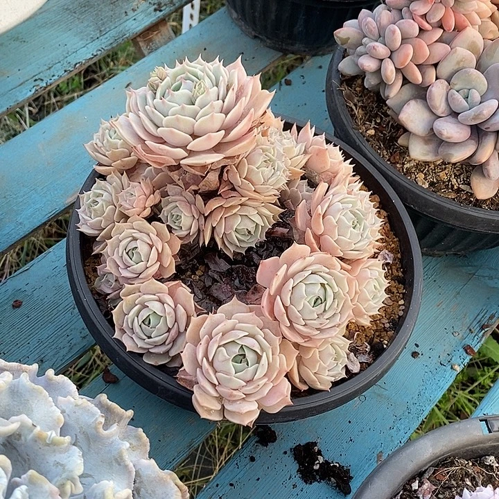 无坎多头露娜连群生元旦福利