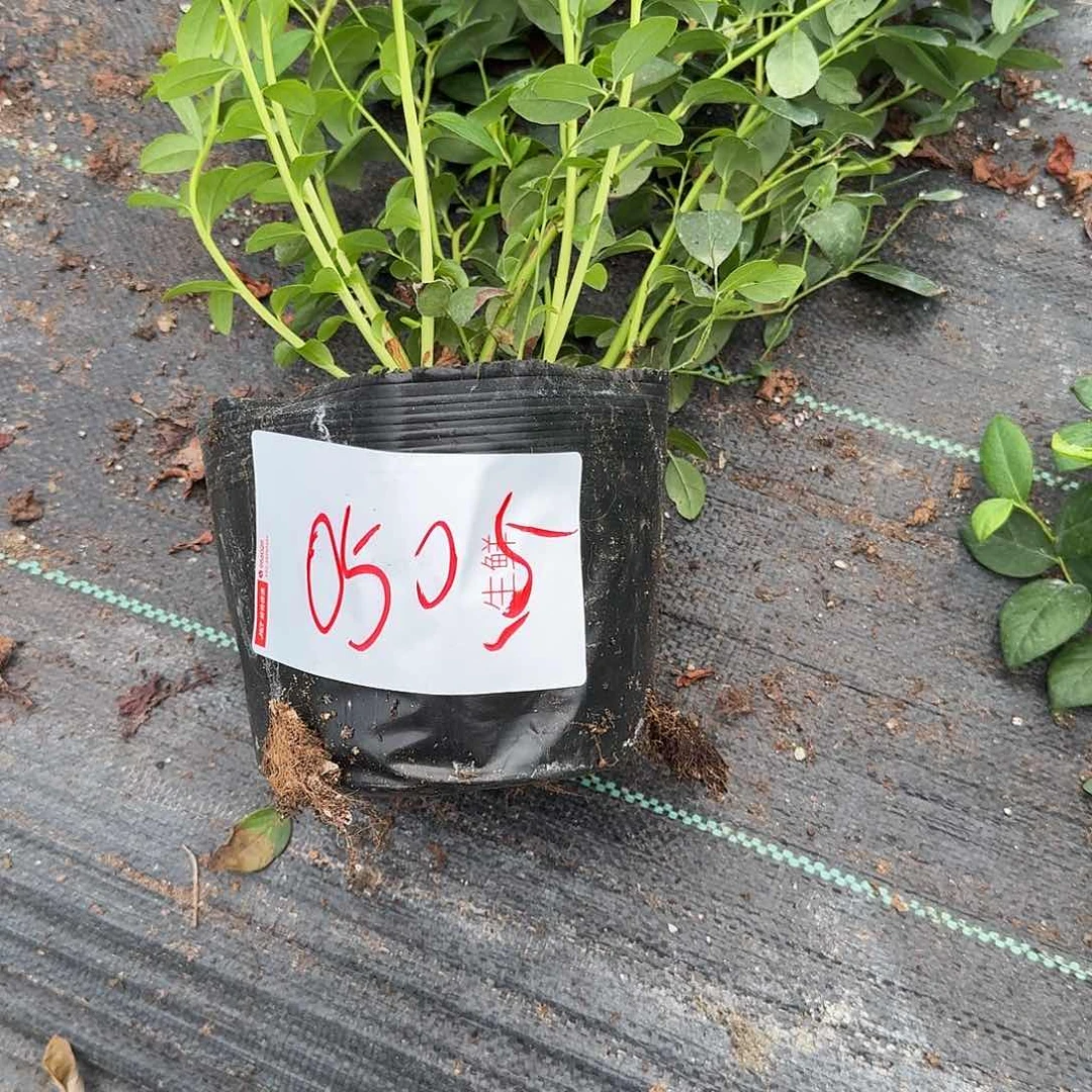H****g中钵f6一物一拍0505