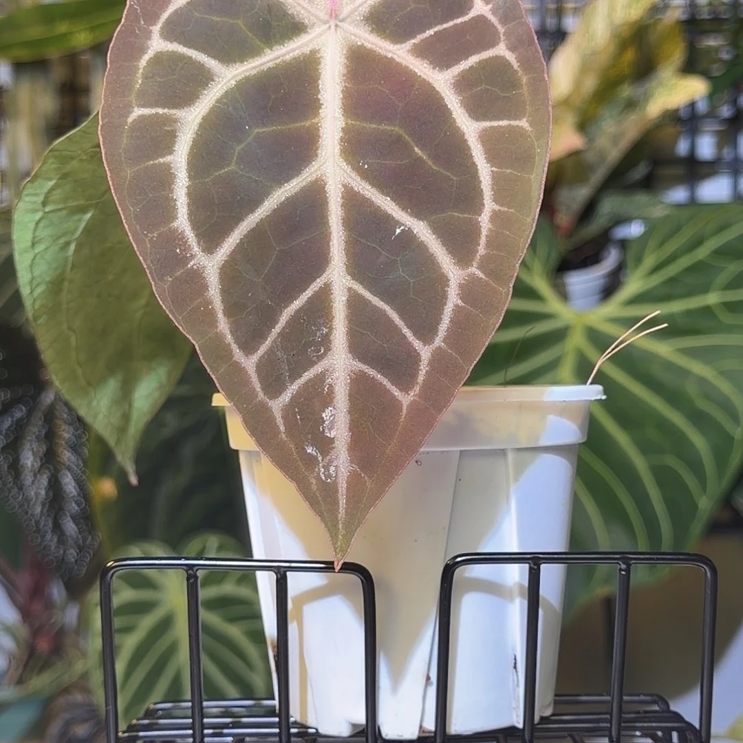 完全开放F847极致小钻石杂撕裂纹