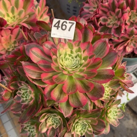 467海王20厘米左右有修枝