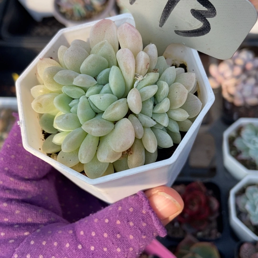 1773奶油美人缀多肉植物