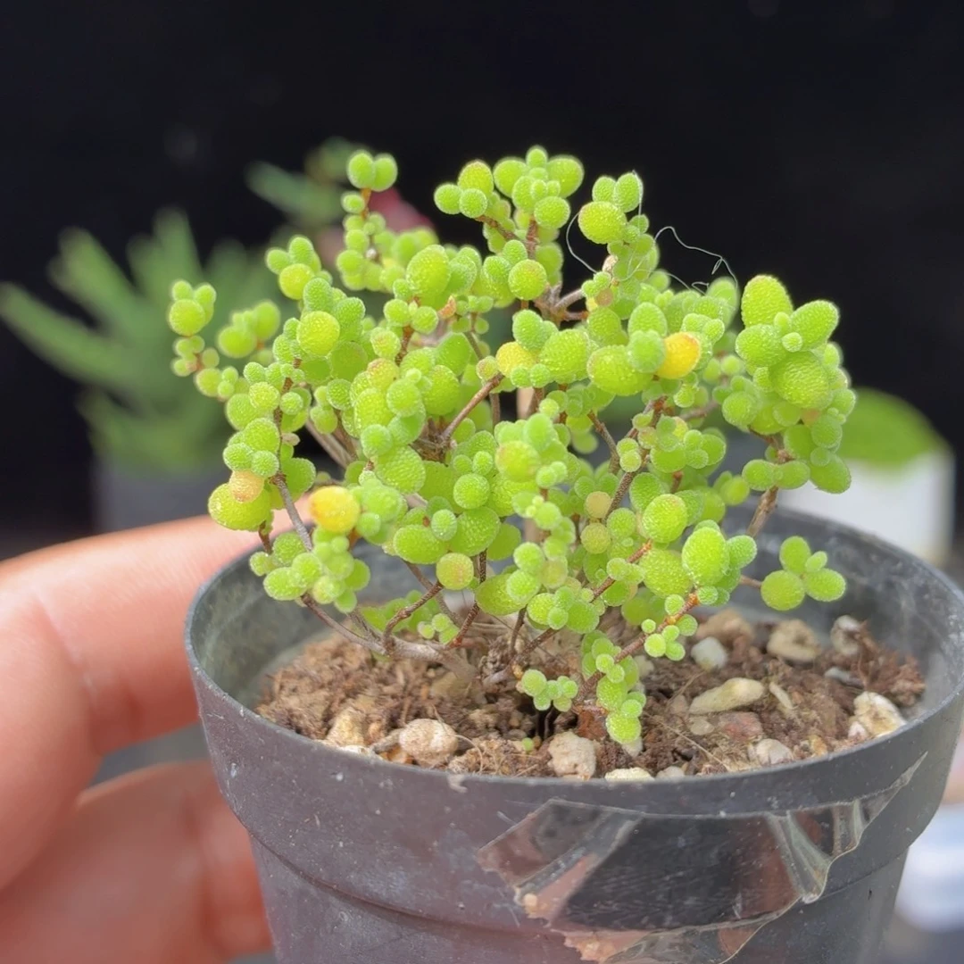 金桔糖球多肉9.9包邮发货