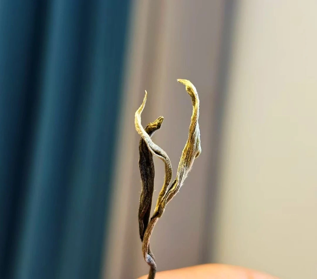 【预售】·2025年-冰岛坝歪荒野奇韵古树头春普洱散茶