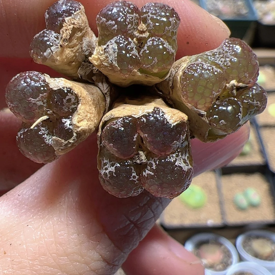 【闪购商品】300 蝴蝶