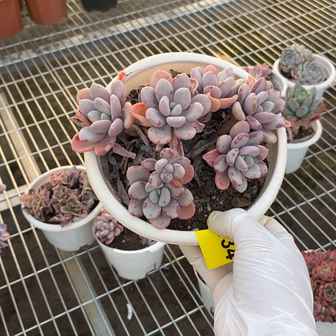 关***关134不知名一物一拍