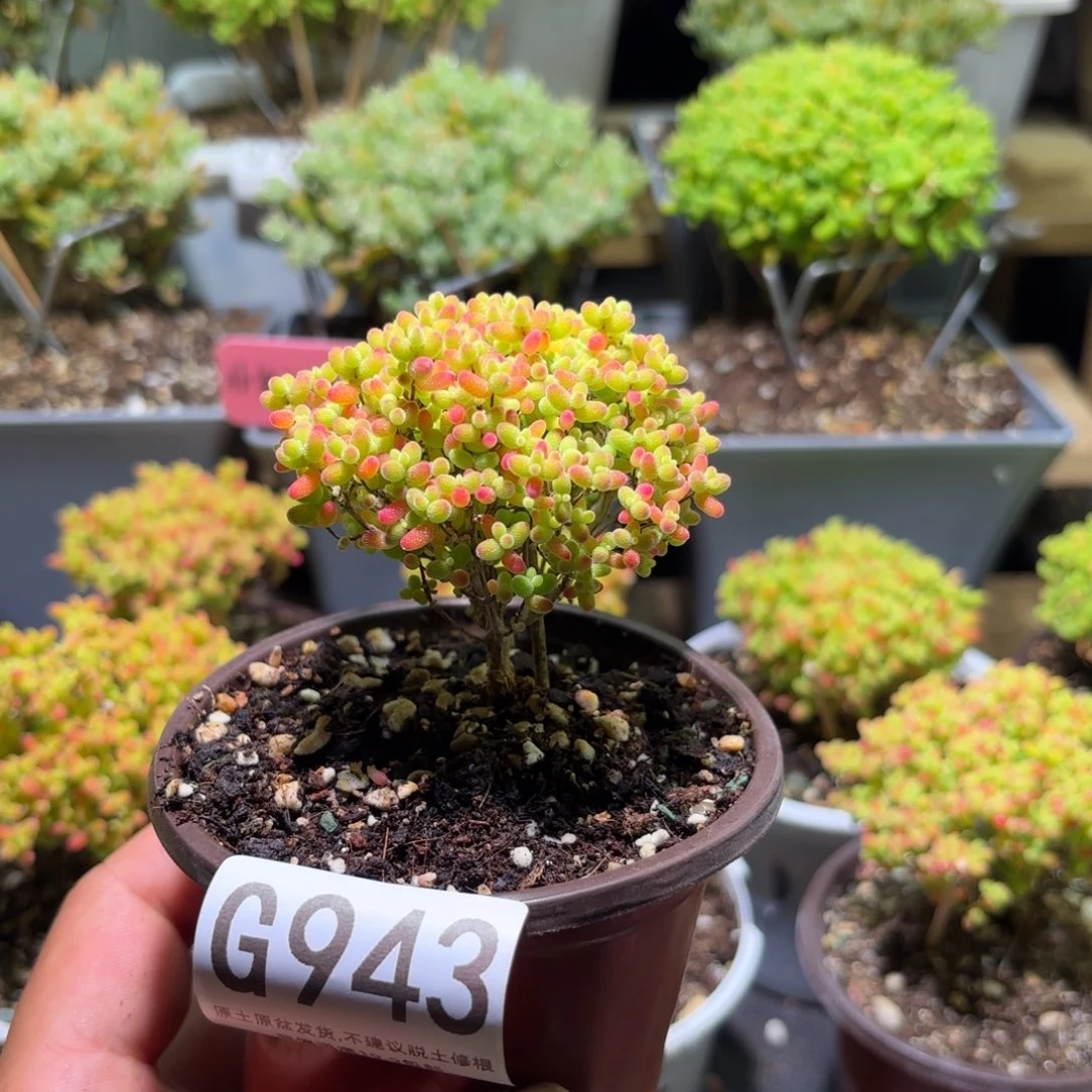 枝干番杏密橘糖球G943