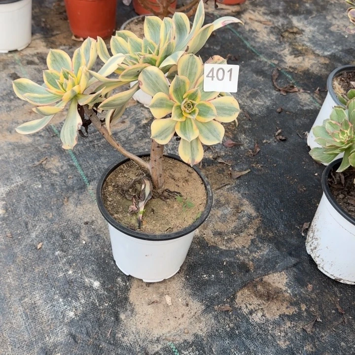 401两单包邮灿烂。