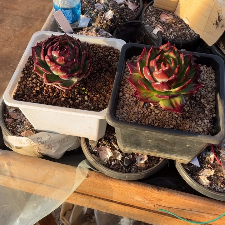 阳***宝惊鸿仙子多肉植物0.1