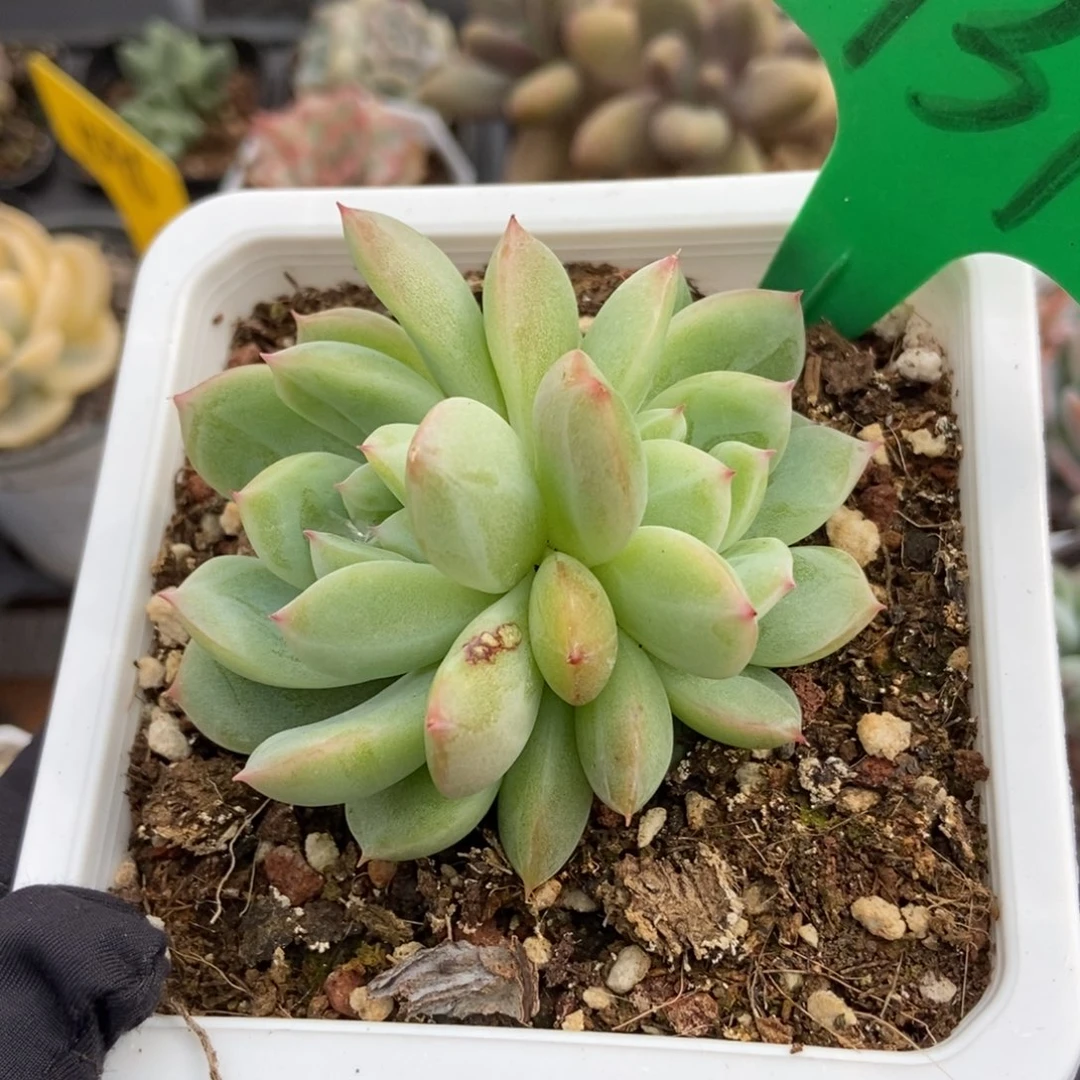 937雪花珍妮多肉植物保护