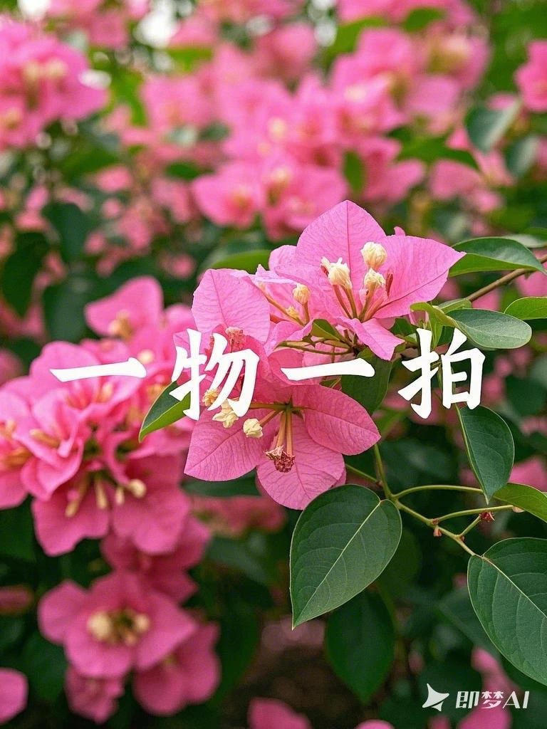 一物一拍 三角梅勤花爆花