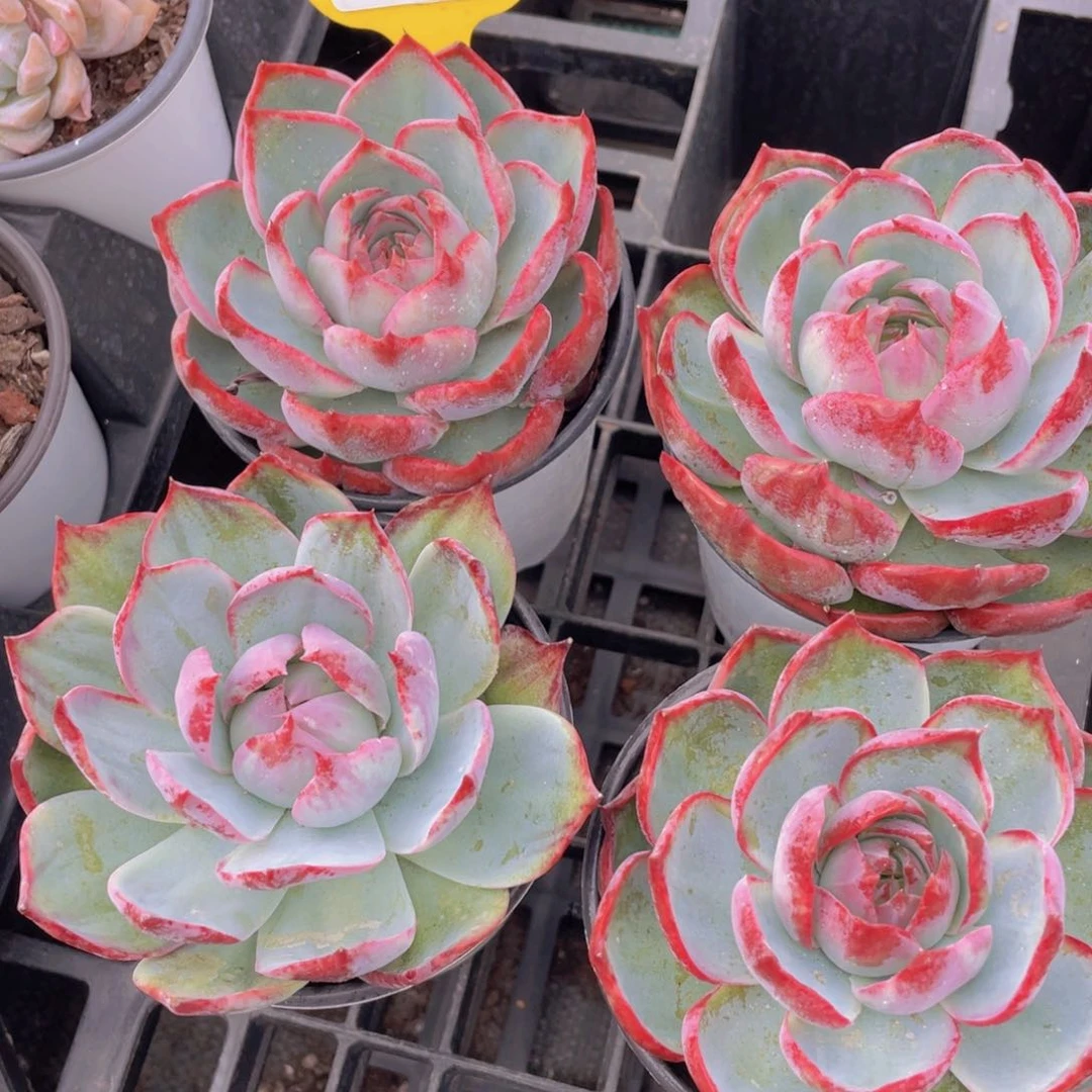 828号 捡漏大单头韩货惊鸿仙子一个