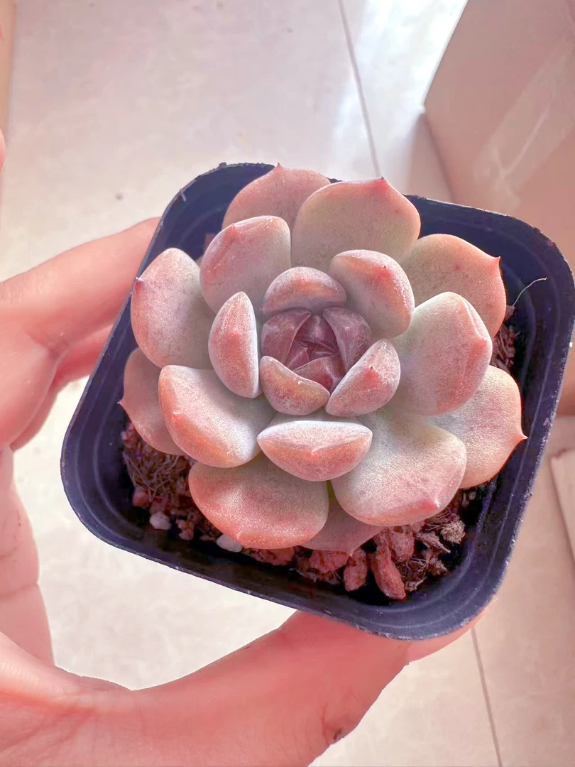 糖心红恋 多肉植物 （满9.9元包邮发货）