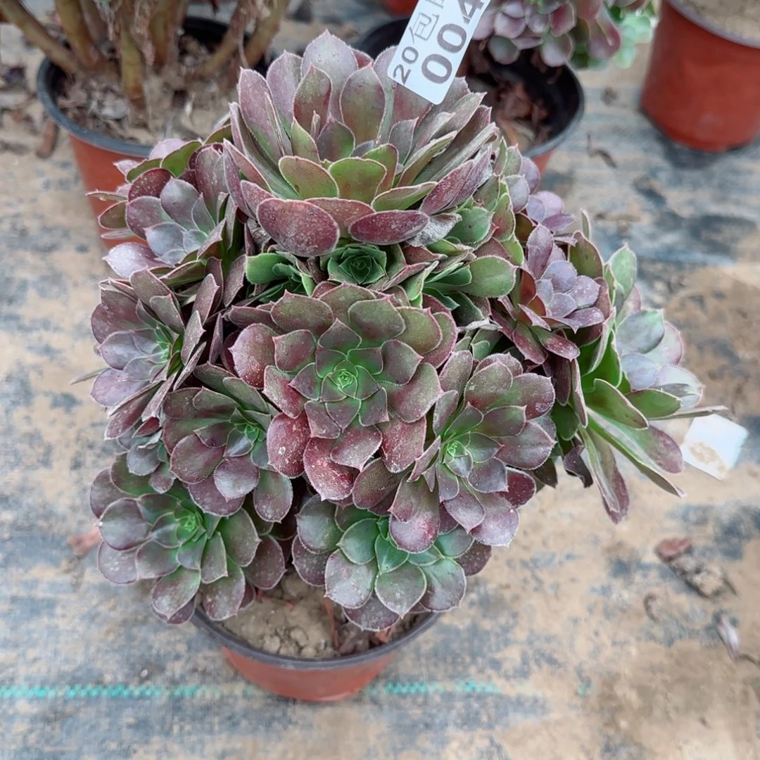 红红玫瑰004满20包邮断枝不包