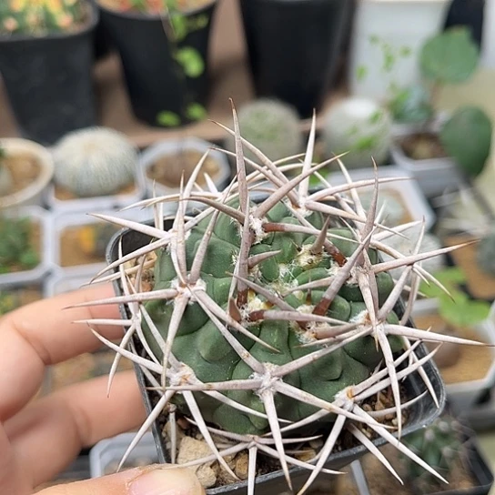 无花朵牛角刺强刺碧岩玉实生5.8cm