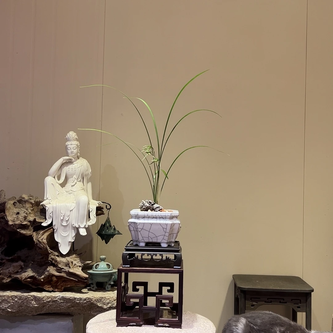 大部分花苞少量开放细叶寒兰