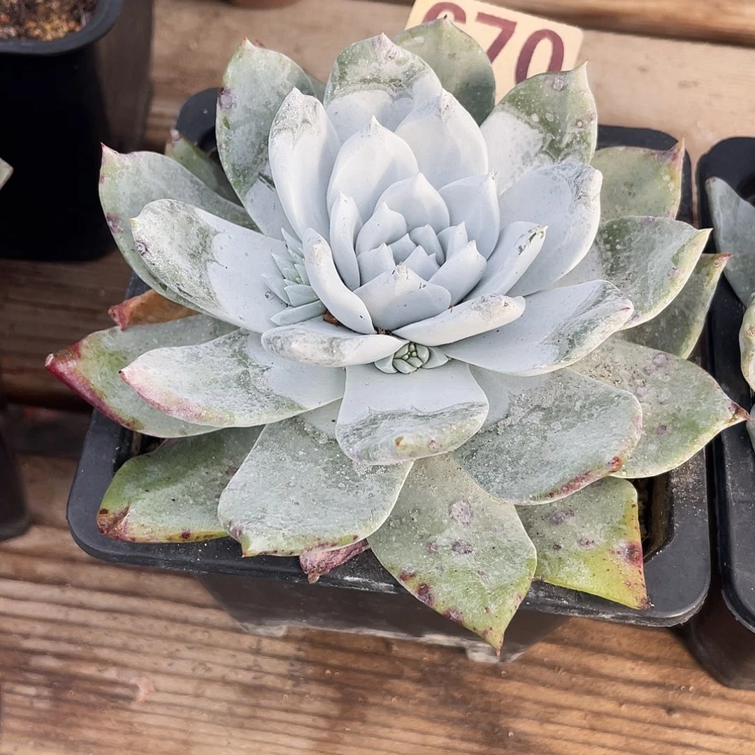 晨溪园艺仙女杯呀