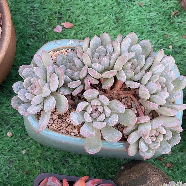 百达翡翠朵朵缀25209多肉植物