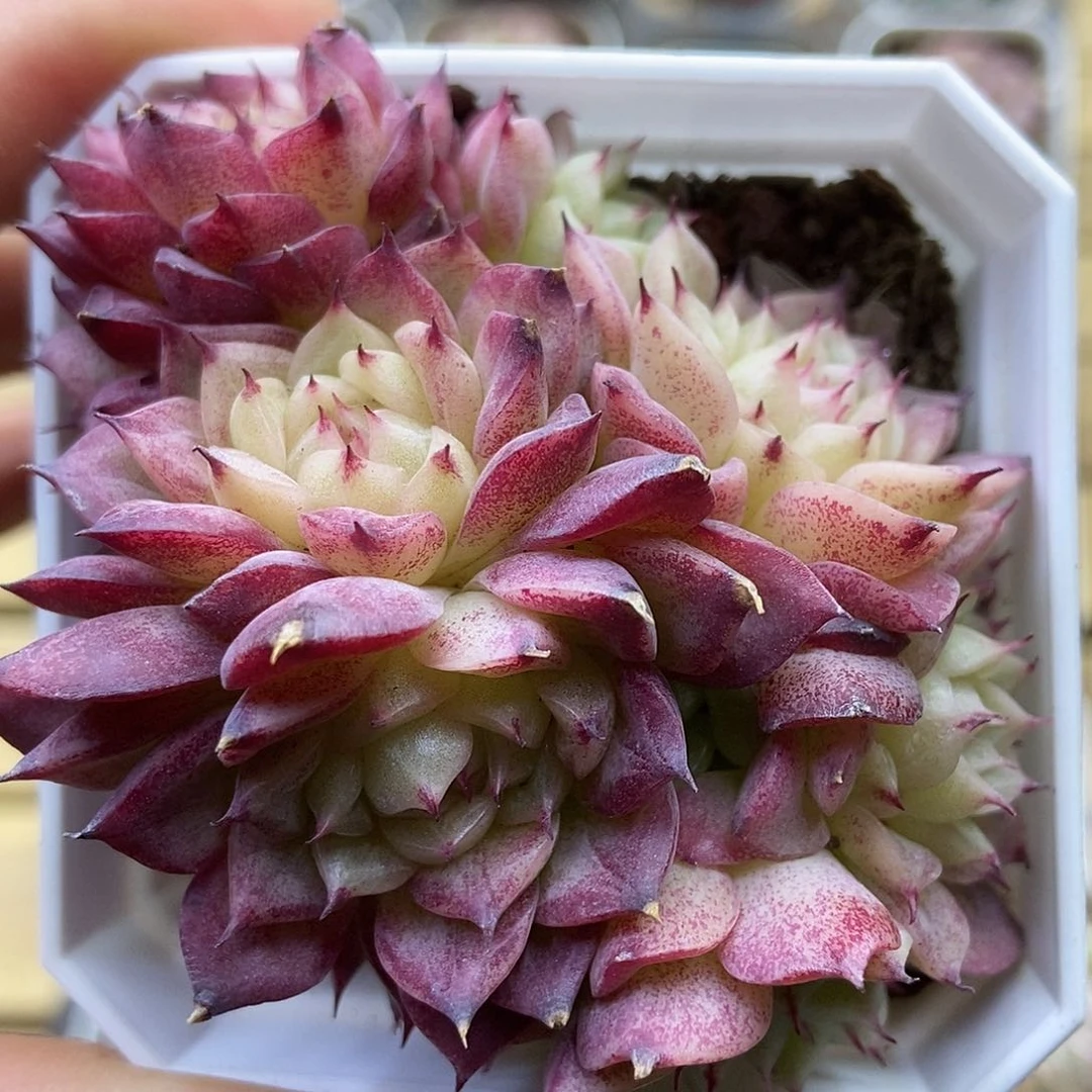 一物一拍一单包邮 156