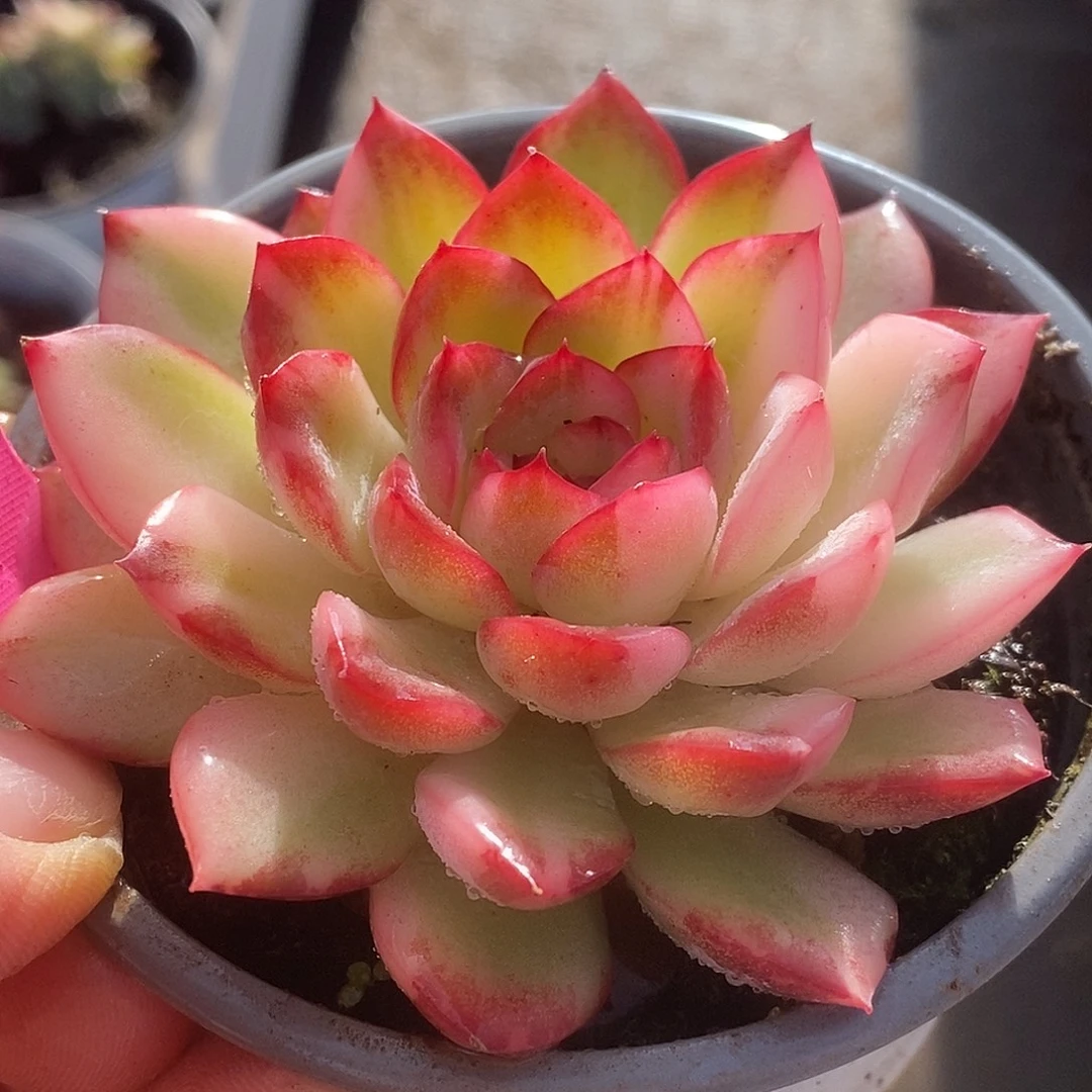 616雨燕座哈哈哈哈好快乐