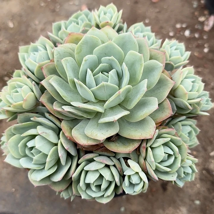 恋曲多肉植物的生长