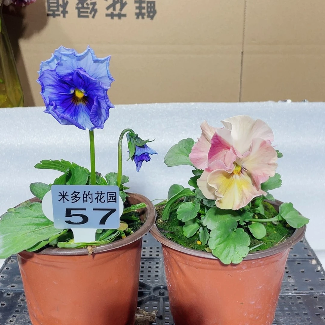 少量开放大部分花苞57