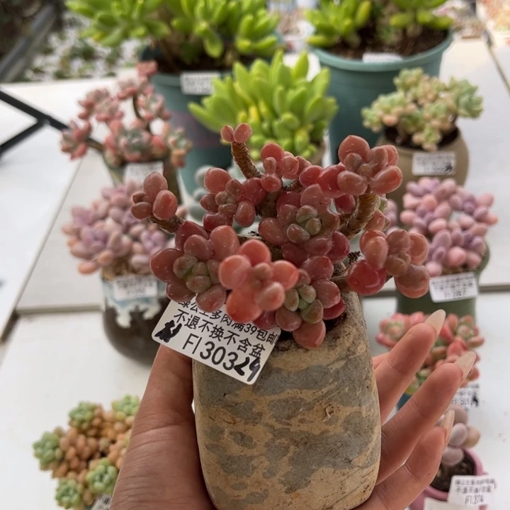 完全开放303-鱼子酱8cm