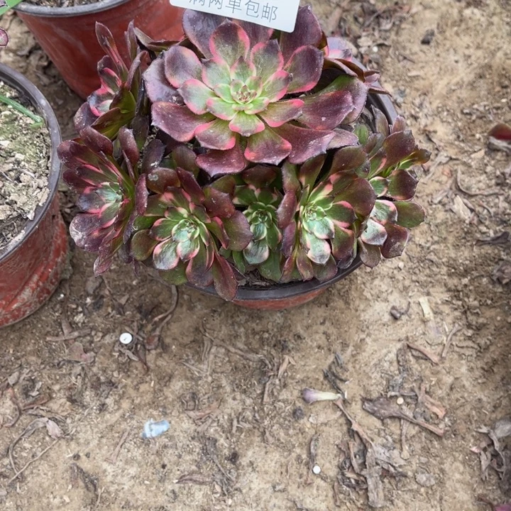 3373烟花的的的多