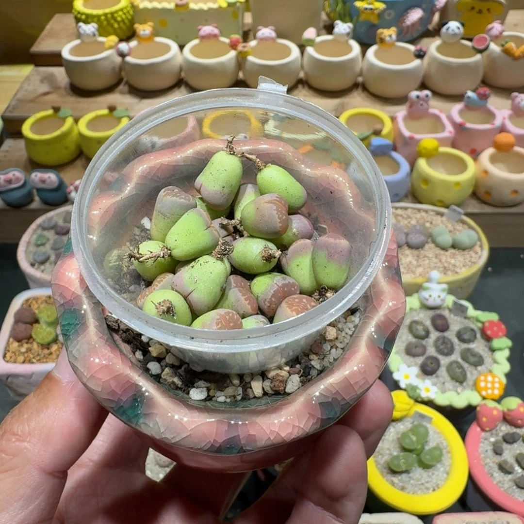 日***糊蘑菇1133橄榄多肉植物