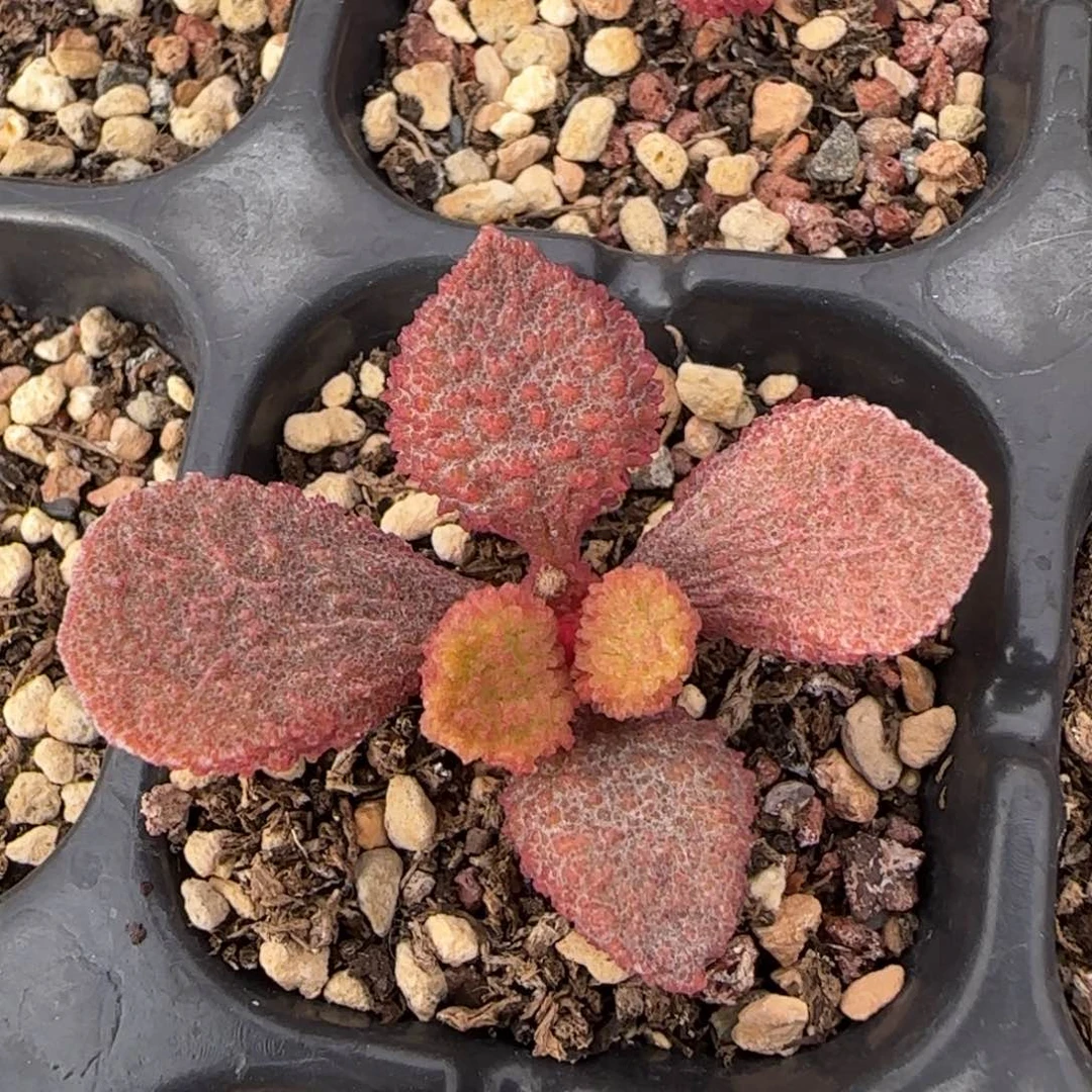 园艺43号水泡多肉植物