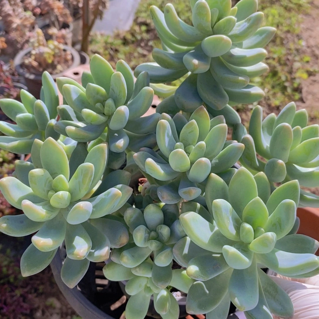 8352不知名一物一拍