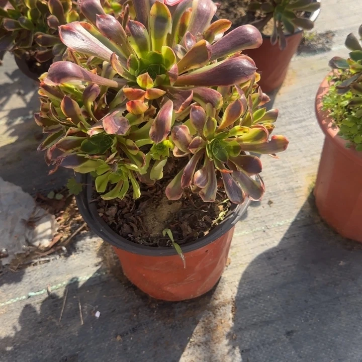 29-75欧嘉莉多肉不包断肢