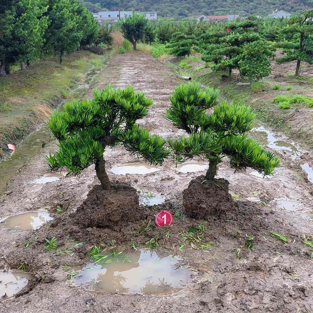 无花朵155874569845566985