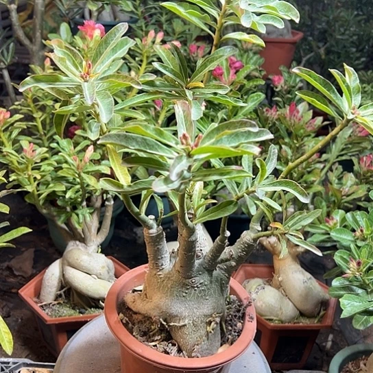 沙漠玫瑰雪山红带盆