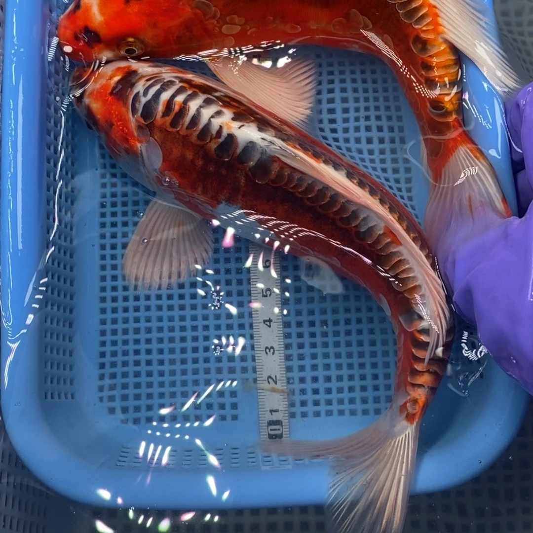 锦鲤冷水锦鲤包邮