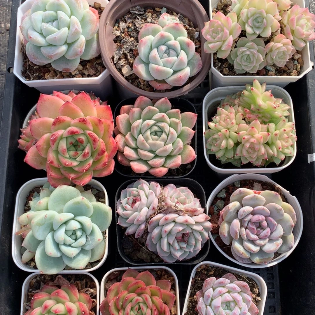 1211-103 套餐一组