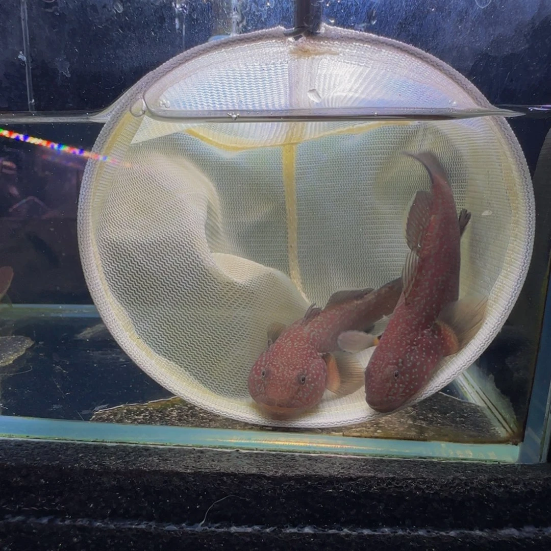 蓝口孵鱼短棘稿8-9一对